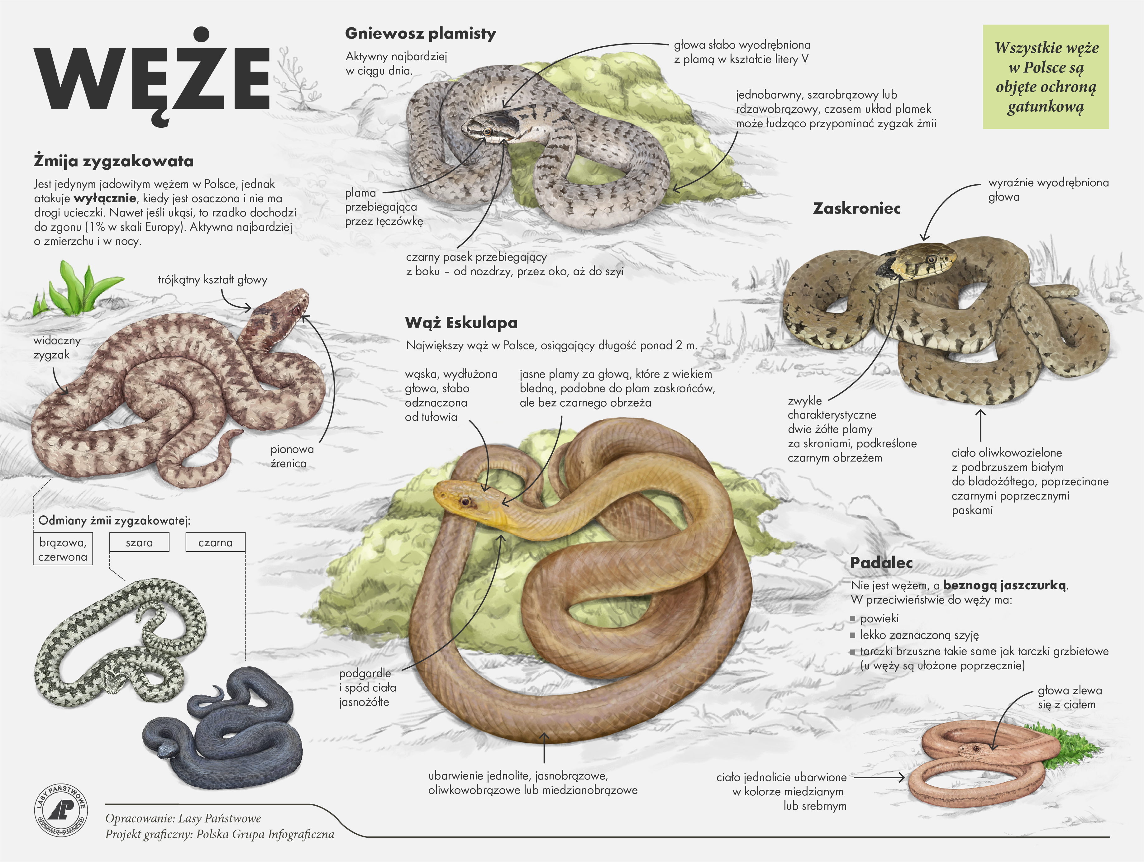 Infografika przedstawia węże występujące w Polsce (opracowanie Lasy Państwowe)