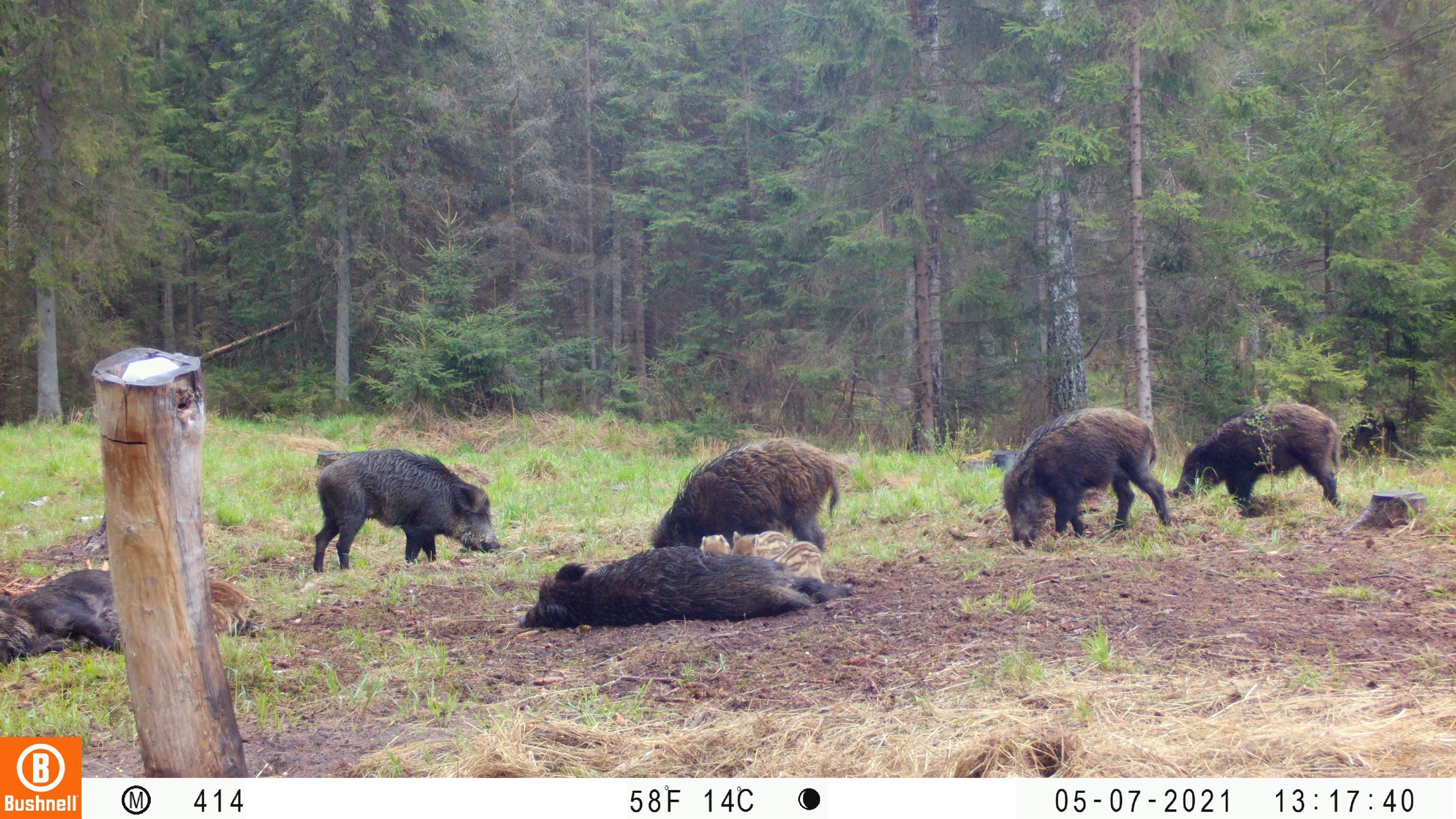 Zdjęcie z fotopułapki (Nadleśnictwo Głęboki Bród)