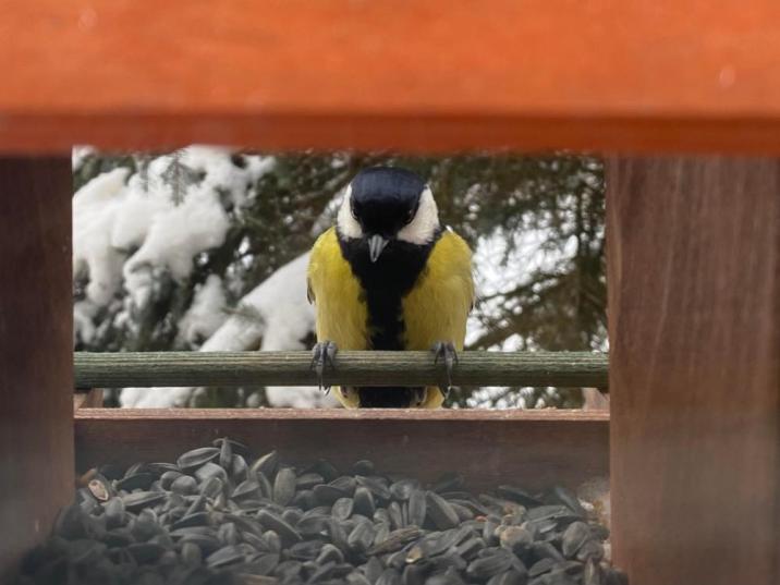Sikora bogatka (Fot. M. Żagunis)