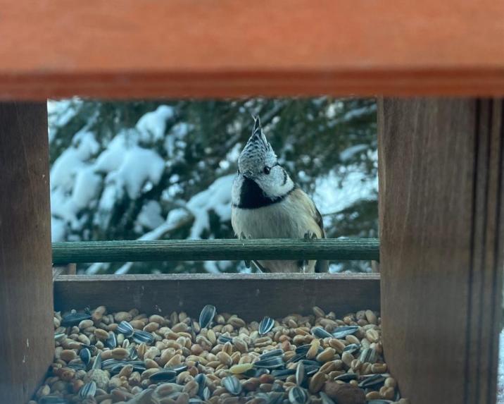 Sikora czubatka (Fot. M. Żagunis)